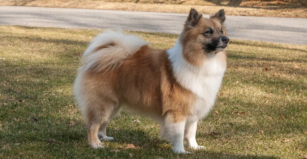 Icelandic Sheepdog