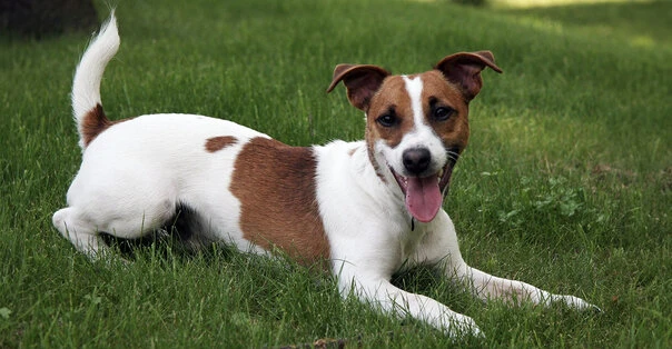 Jack Russell