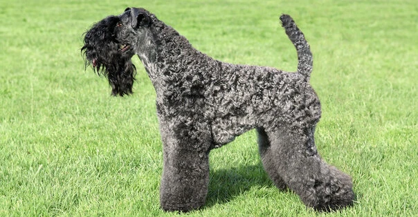 Kerry Blue Terrier