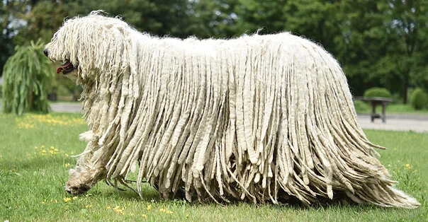 Komondor