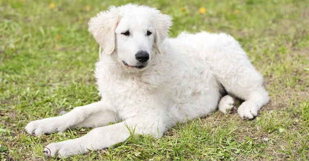 Kuvasz