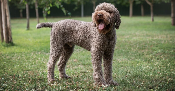 Lagotto Romagnolo