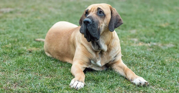 Mastino Brasiliano