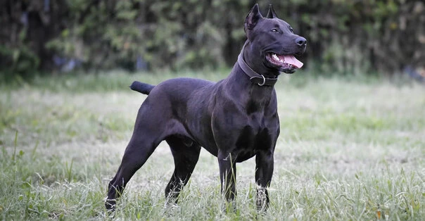 Mastino Portoricano
