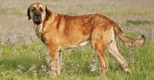 Mastino Spagnolo