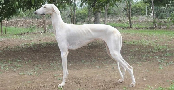 Mudhol Hound