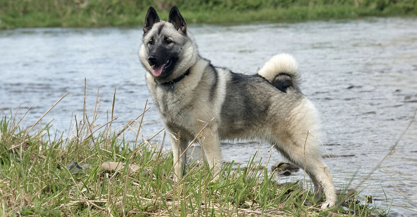 Norsk Elghund