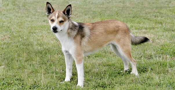 Norsk Lundehund