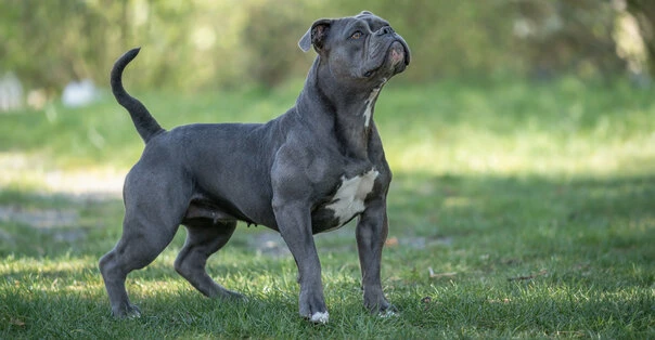 Old English Bulldog
