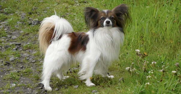 Papillon