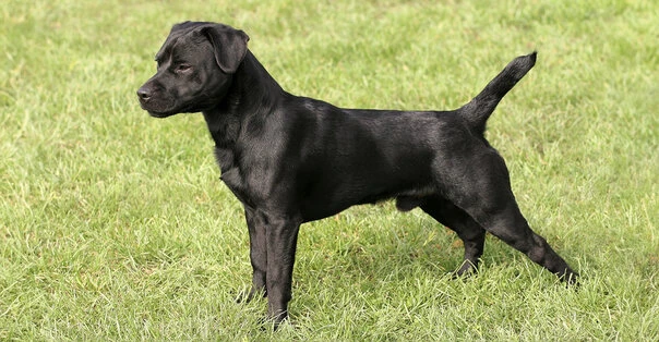 Patterdale Terrier