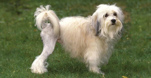 Piccolo Cane Leone