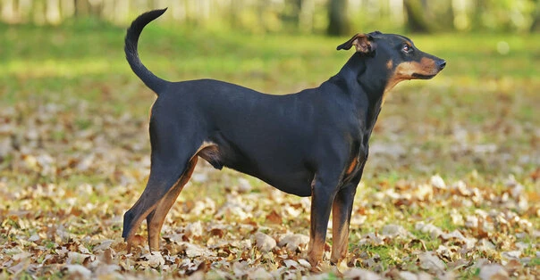 Pinscher