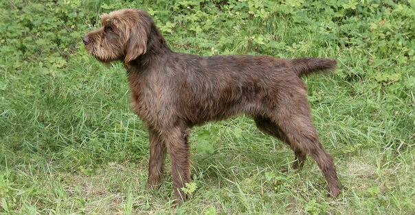 Pudelpointer