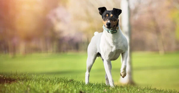 Ratonero Bodeguero Andaluz