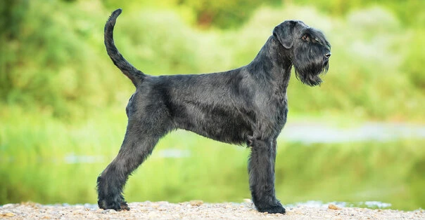 Riesenschnauzer