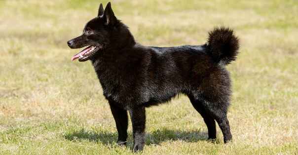 Schipperke
