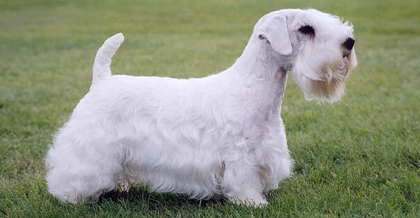 Sealyham Terrier