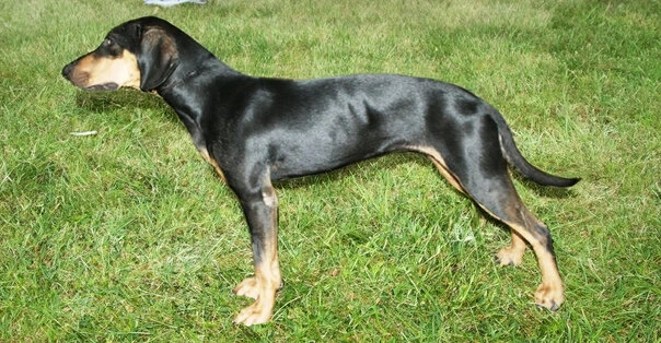 Segugio Austriaco Nero Focato