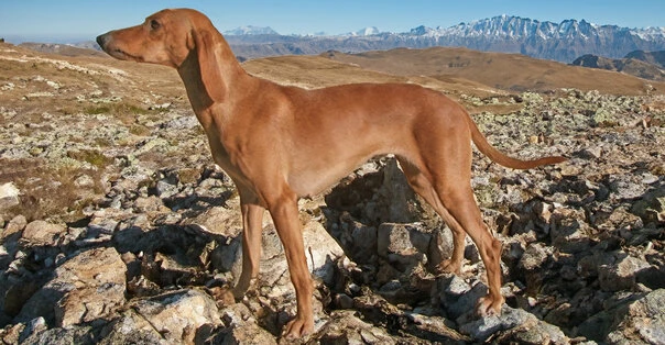 Segugio dell’Appennino