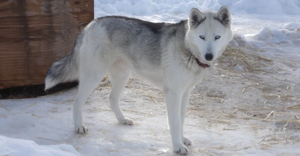 Seppala Siberian Sleddog