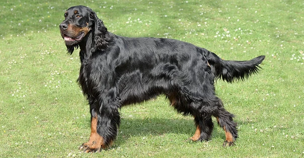 Setter Gordon
