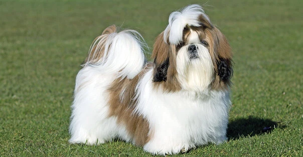 Shih Tzu