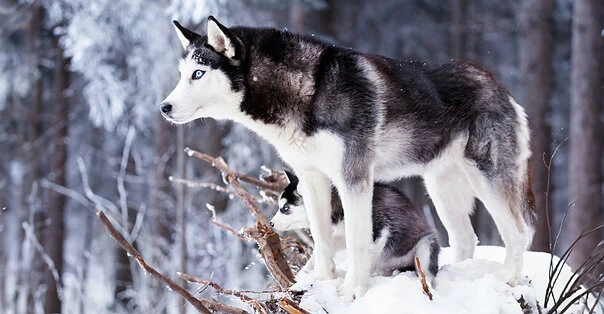 Siberian Husky