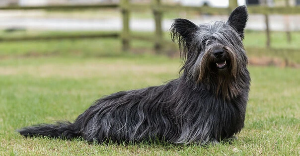Skye Terrier