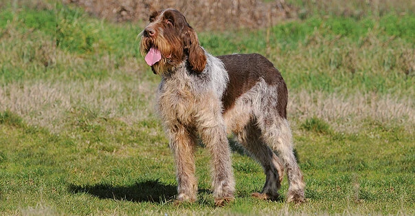Spinone Italiano