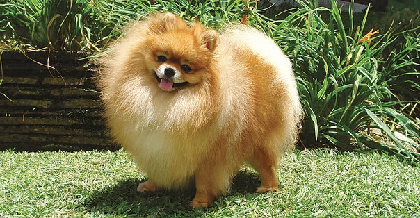 Spitz Tedesco