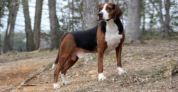 Swedish Foxhound