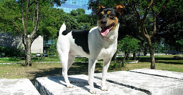 Terrier Brasileiro