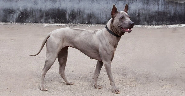 Thai Ridgeback