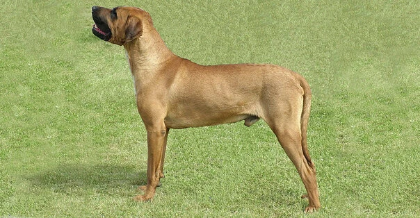 Tosa