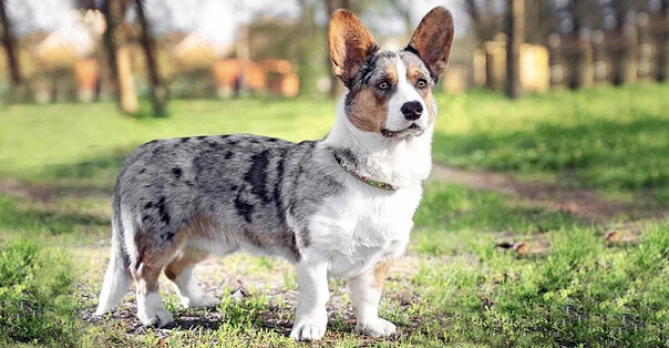 Welsh Corgi (Cardigan)