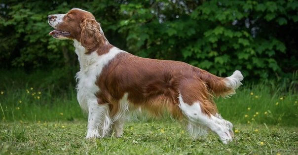 Welsh Springer Spaniel
