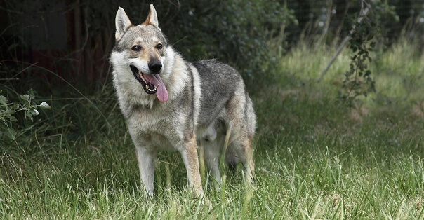 Wolfdog