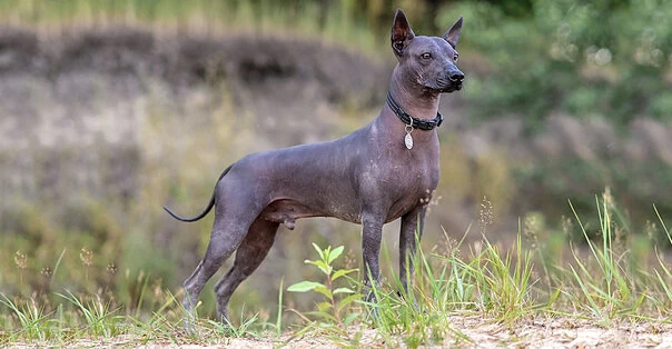 Xoloitzcuintle