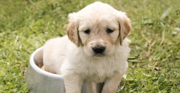 Comperare un cane?