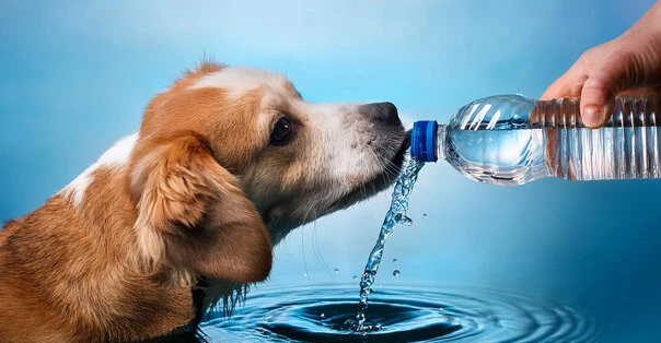 L'importanza dell'acqua