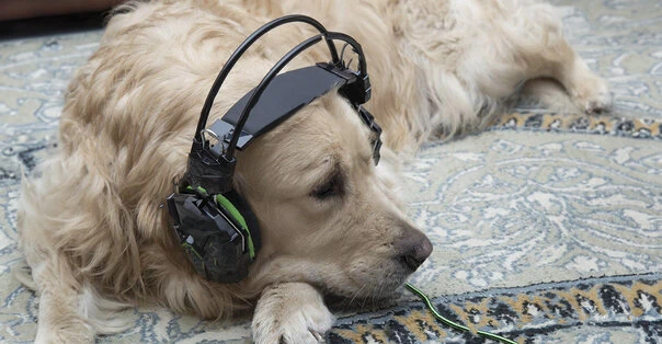 Musica per cani