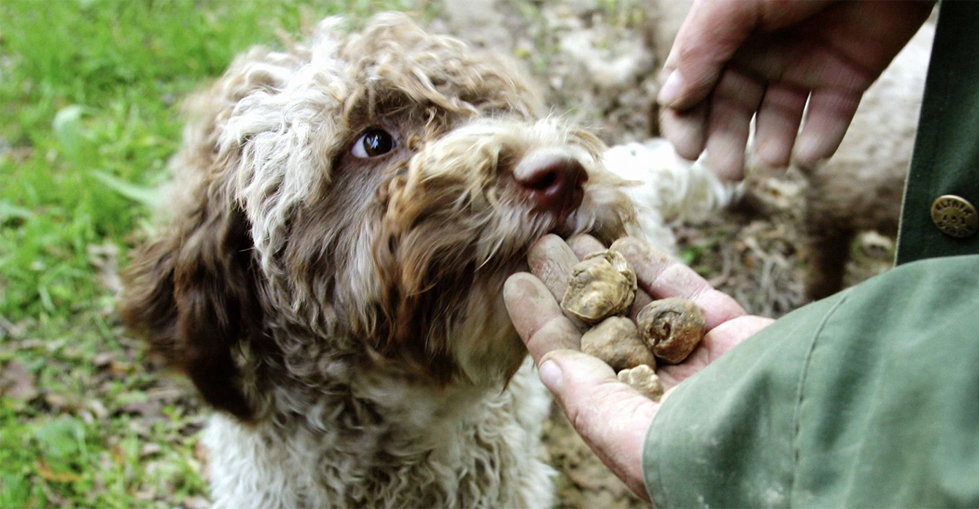 Cani da tartufo