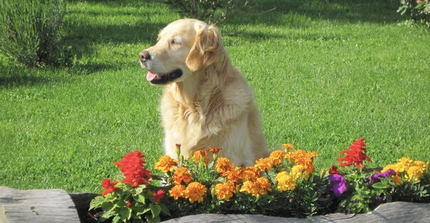 Il giardino