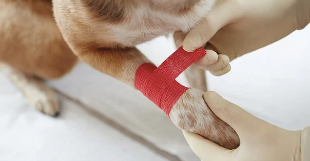 Il kit di pronto soccorso