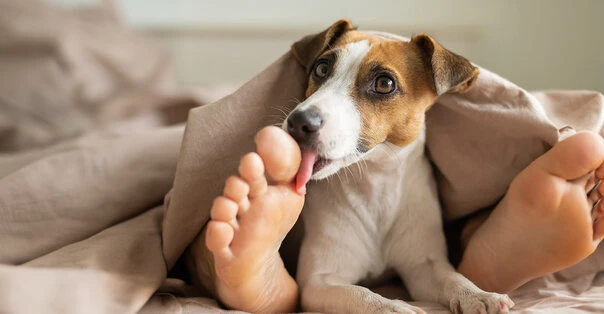 Perché ci leccano i piedi?