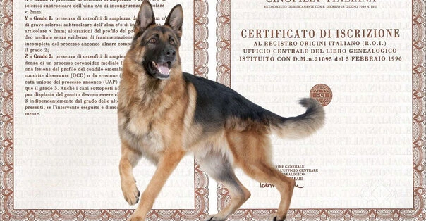 Cos'è il pedigree?